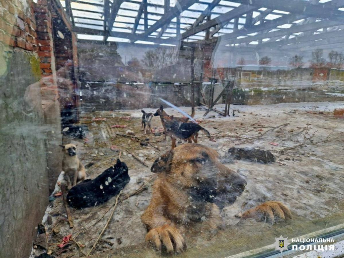 На Київщині поліція розслідує жорстке поводження з тваринами - зображення